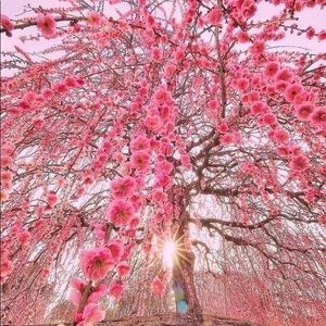 Meet your Posher, Iris